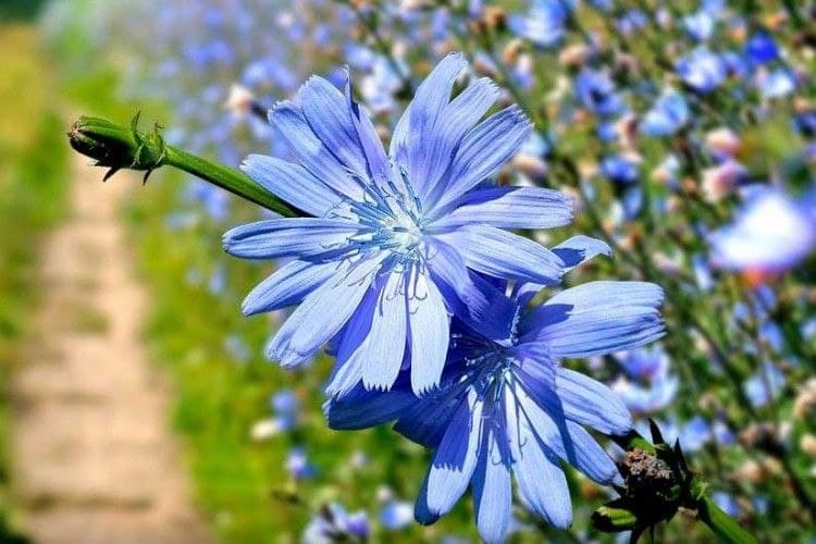 CHICORY