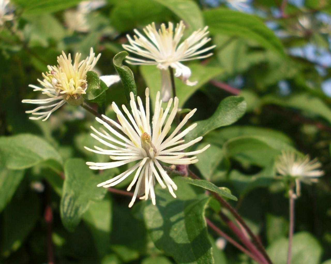 clematis