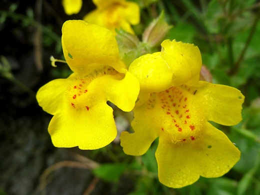 mimulus